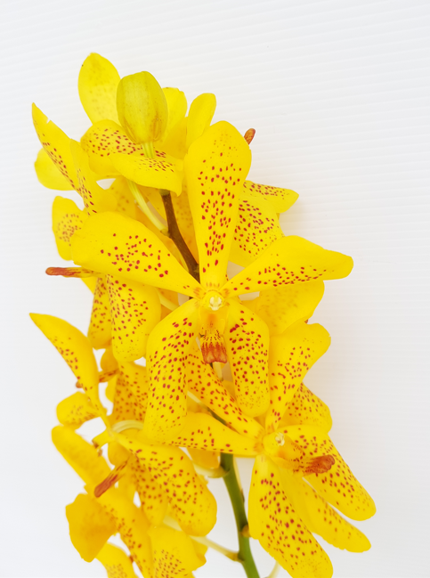 Yellow Spot image